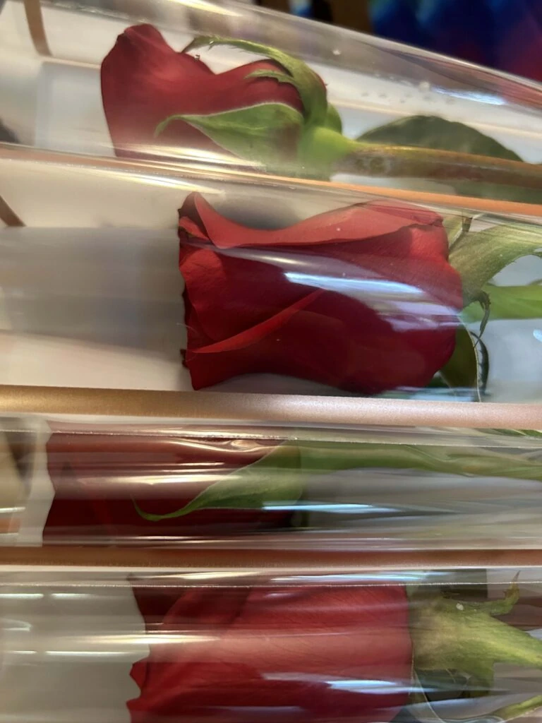 A close-up of several red roses wrapped in clear plastic sleeves, arranged side by side.